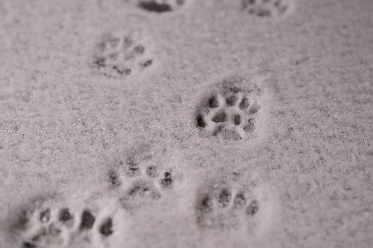 Pfotenspuren im Schnee.