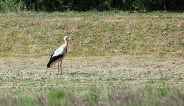 Boyens Medien - Vogelgrippe in Spanien