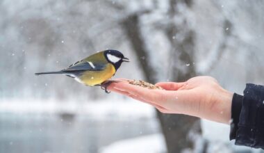 Stunde der Wintervögel: Wer jetzt rausgeht, könnte die Gebirgsstelze treffen
