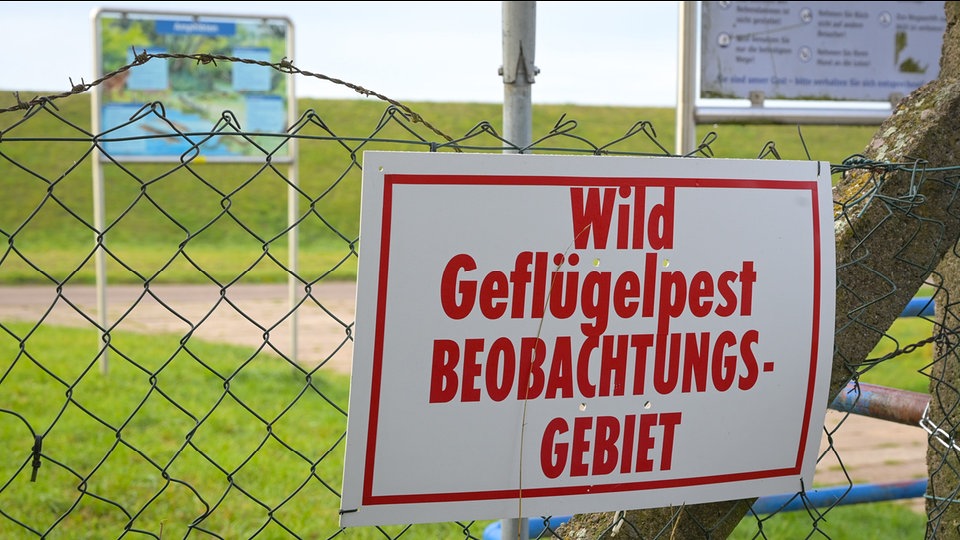 Dresden: Erstmals in diesem Winter Vogelgrippe nachgewiesen