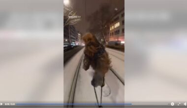 Chewbacca auf Snowboard in Düsseldorf – Polizei ermittelt