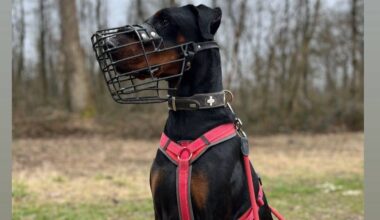 Tier der Woche Hilden: Ernie braucht hundeerfahrene Menschen