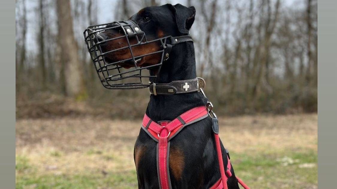 Tier der Woche Hilden: Ernie braucht hundeerfahrene Menschen