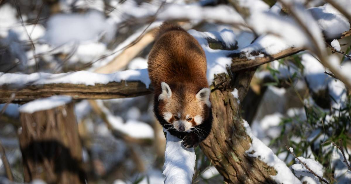 Roter Panda büxt aus Gehege im Wuppertaler Zoo aus