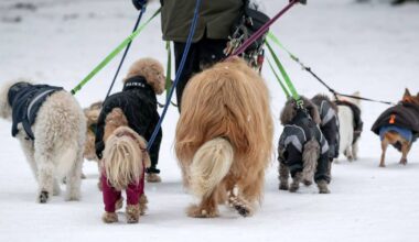 Freilauf, Steuern, Rathausbesuche – so hundefreundlich ist Moers