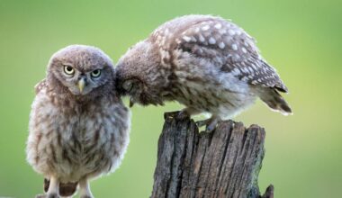 Nabu sucht Zuhause für Steinkauz
