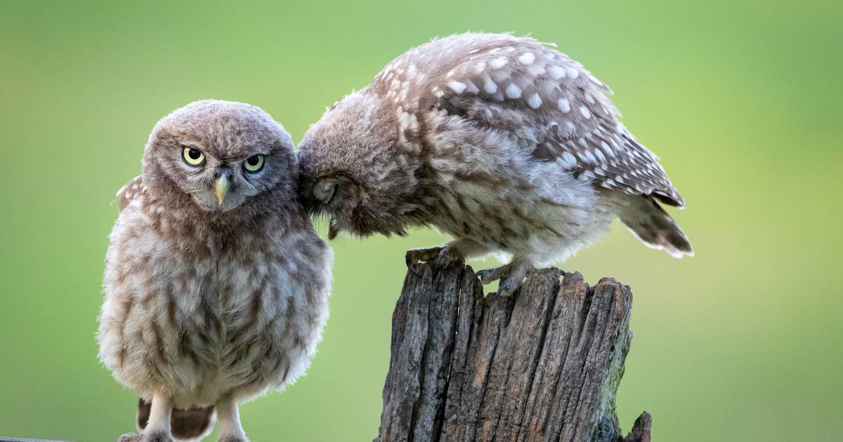 Nabu sucht Zuhause für Steinkauz