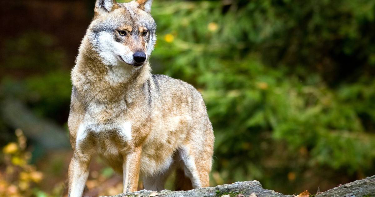 Jagdgesetz-Reform: Wölfe „als Bestien verunglimpft“