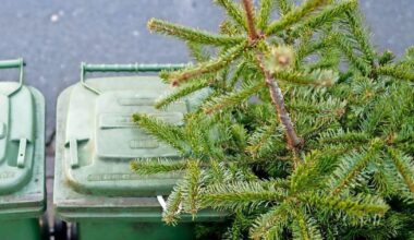 Abholung von Tannenbäumen in Wuppertal startet bald