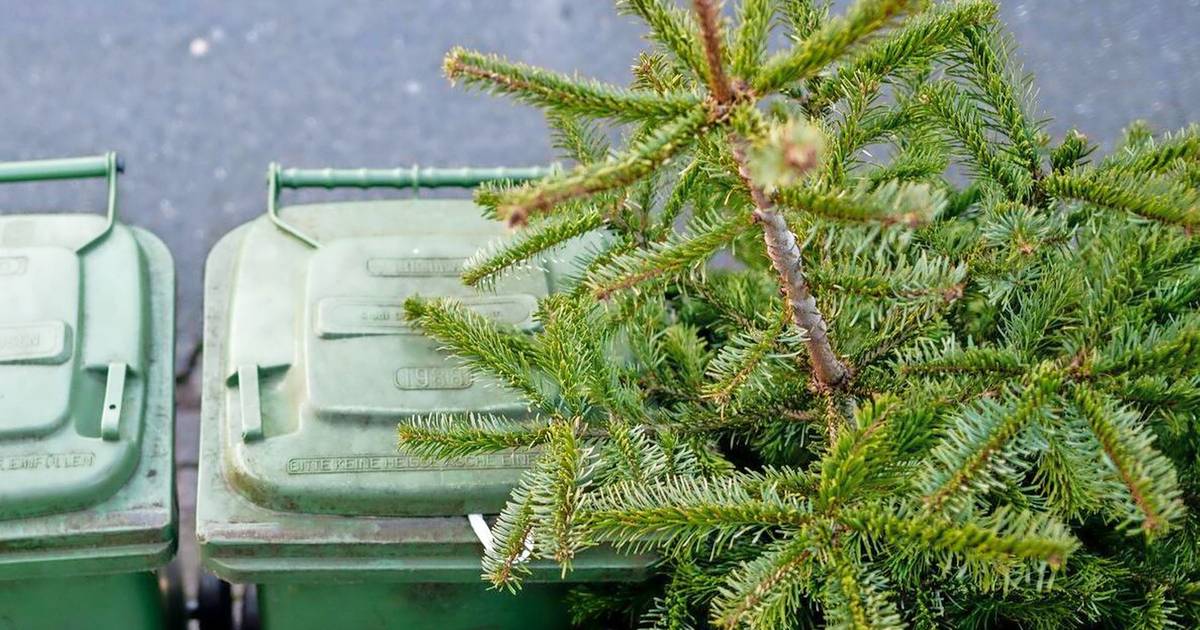 Abholung von Tannenbäumen in Wuppertal startet bald