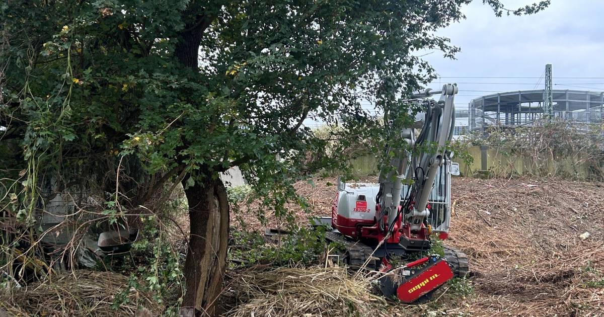 Wurde ein Baum in Lichtenbroich unnötiger Weise gefällt