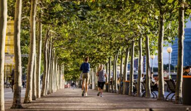 Die Baumbilanz fällt negativ aus – „Krankheiten sind nicht mehr aufzuhalten“