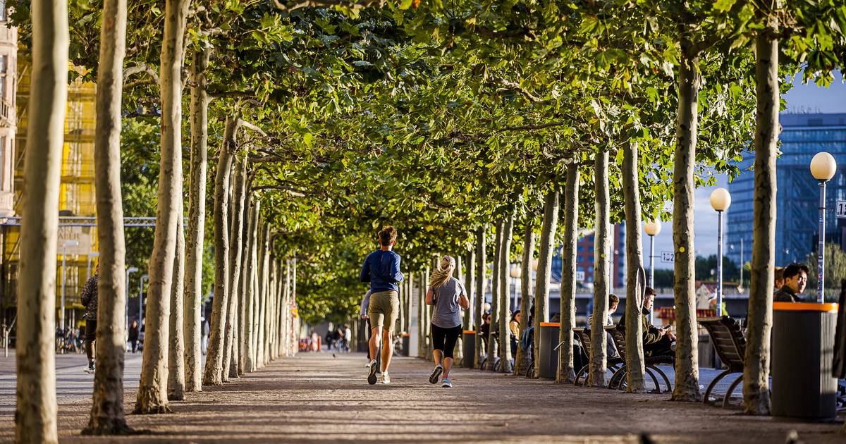 Die Baumbilanz fällt negativ aus – „Krankheiten sind nicht mehr aufzuhalten“