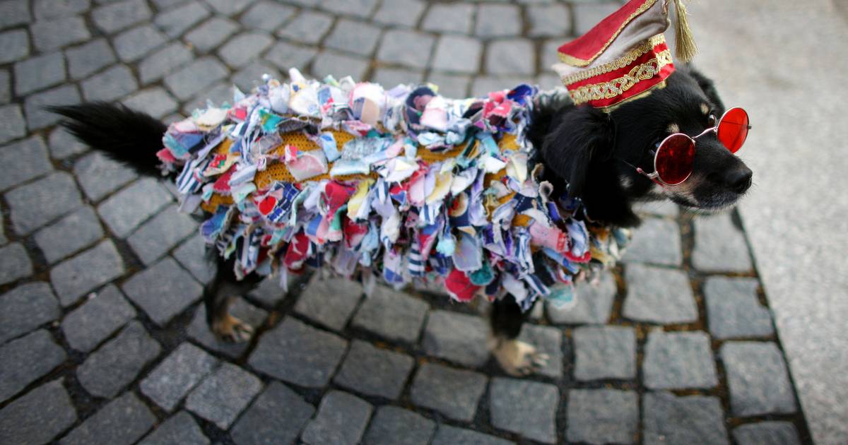 Tiere bloß nicht mit zum Karneval nehmen