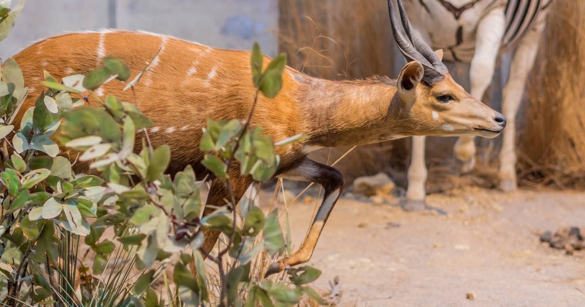 Hierfür kann man sich melden