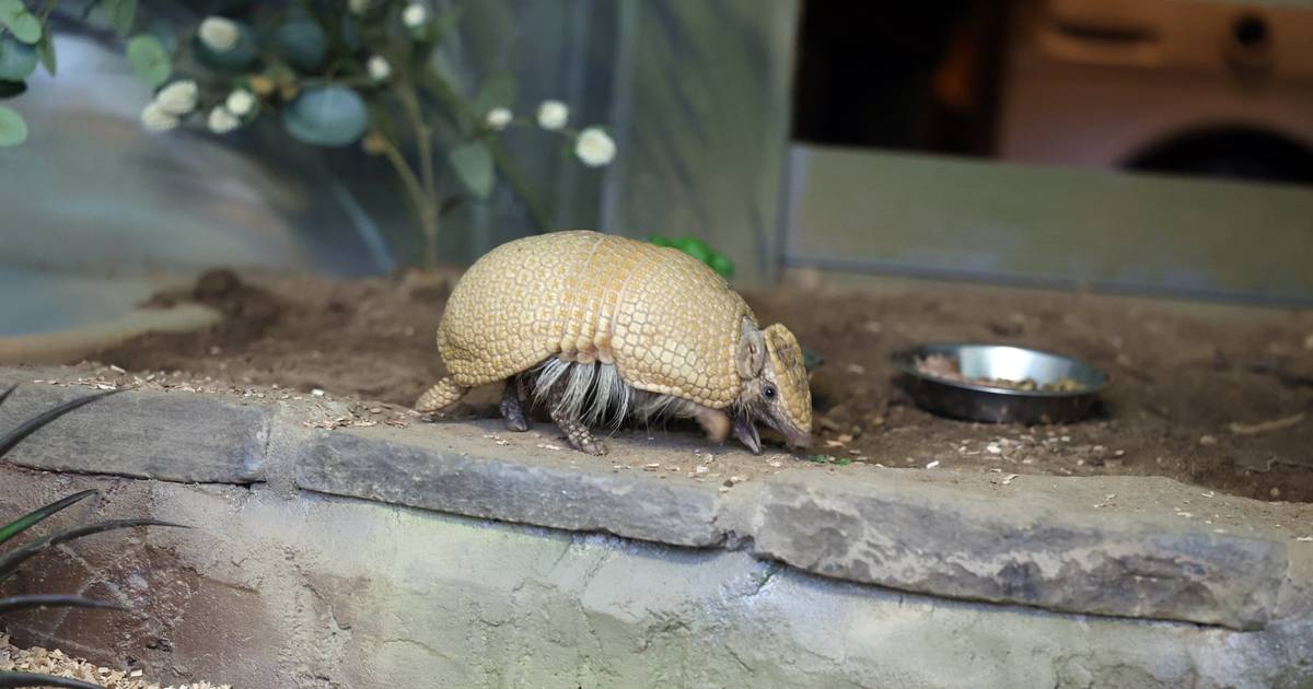 Gürteltier in der neuen Anlage