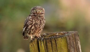 Tatkräftige Hilfe wird dringend gesucht