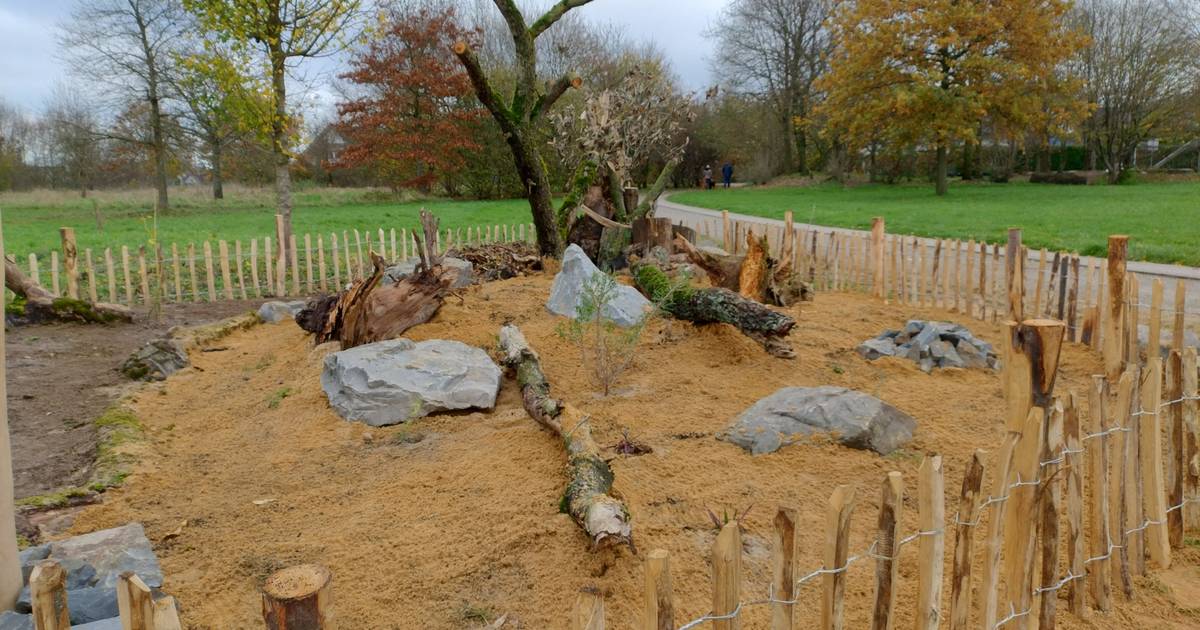 Stadt schafft mit Sandarium neuen Lebensraum für Insekten