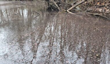 Hilden Giftige Alge im Menzelsee