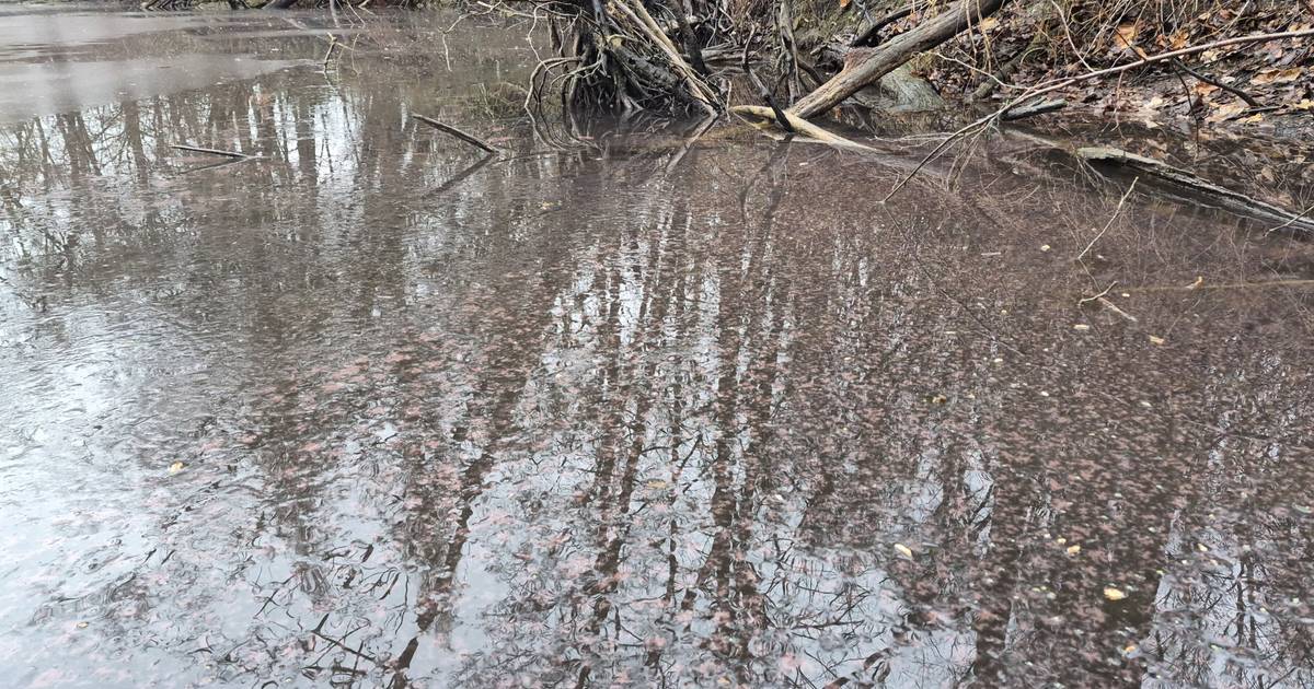 Hilden Giftige Alge im Menzelsee