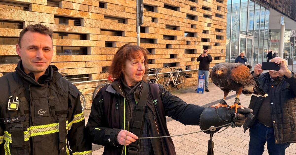 Bussard kommt nicht mehr aus Mauerlücke heraus: Feuerwehreinsatz in Wuppertal
