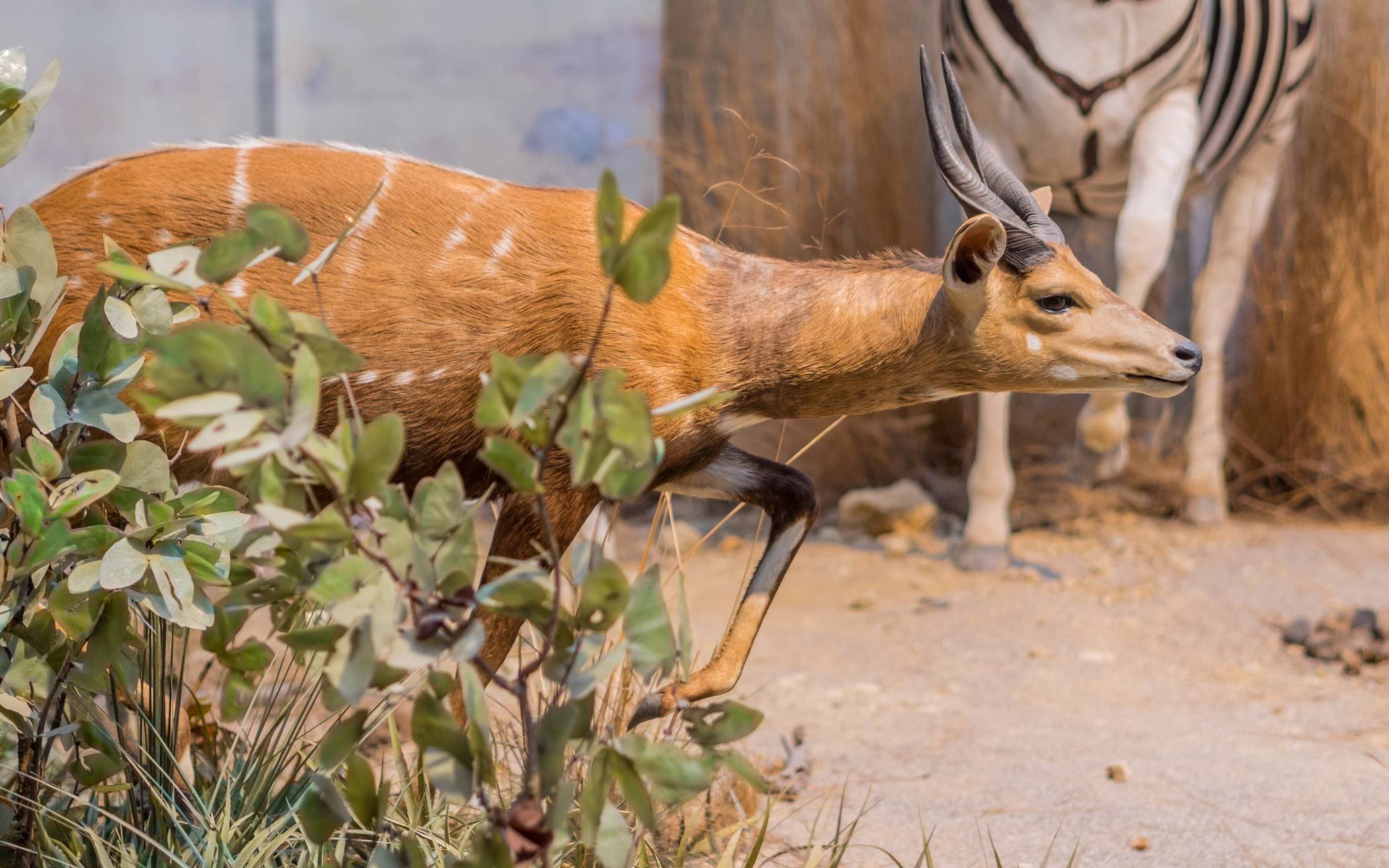  Für den Buschbock im Museum König kann eine Patenschaft übernommen werden.  
