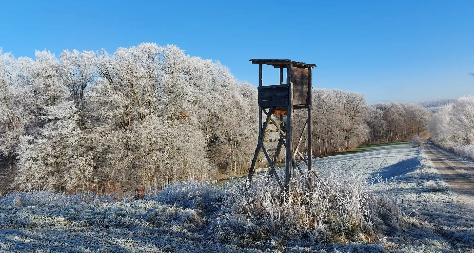 Jäger schießt auf Frau - Spaziergängerin offenbar mit Wild verwechselt - NDR.de