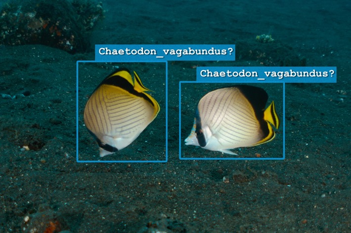 Wie Künstliche Intelligenz dem Meer helfen kann: Internationale Studie liefert Leitfaden zur KI-Anwendung