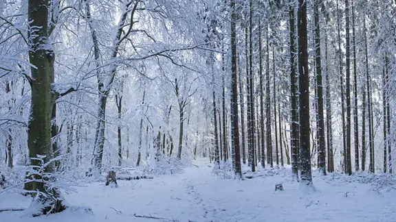 Verschneite Bäume stehen in einem Wald in Sieversen.