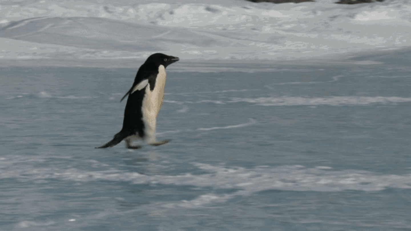 Wintereinbruch: Symbolfoto eines Pinguins, der ausrutsch