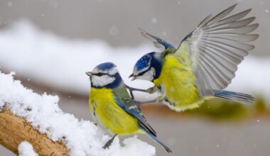 Wie zähle ich Wintervögel? - buten un binnen