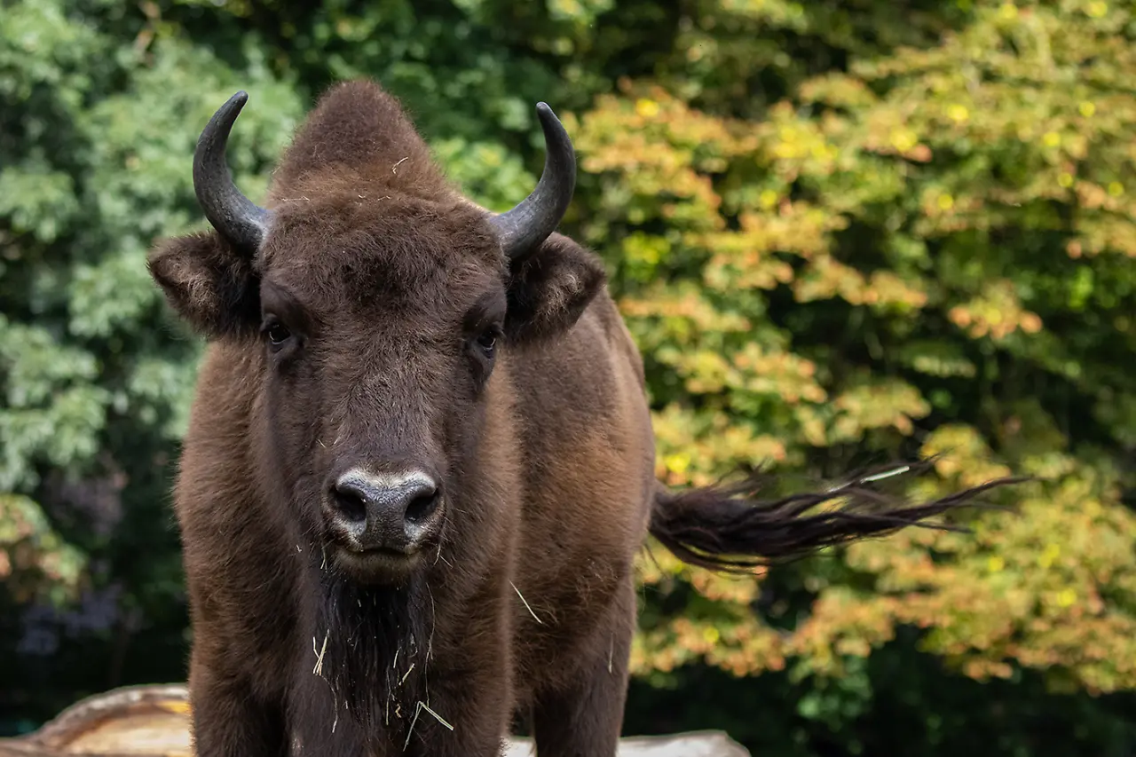 Wisent.jpg Wisent.jpg