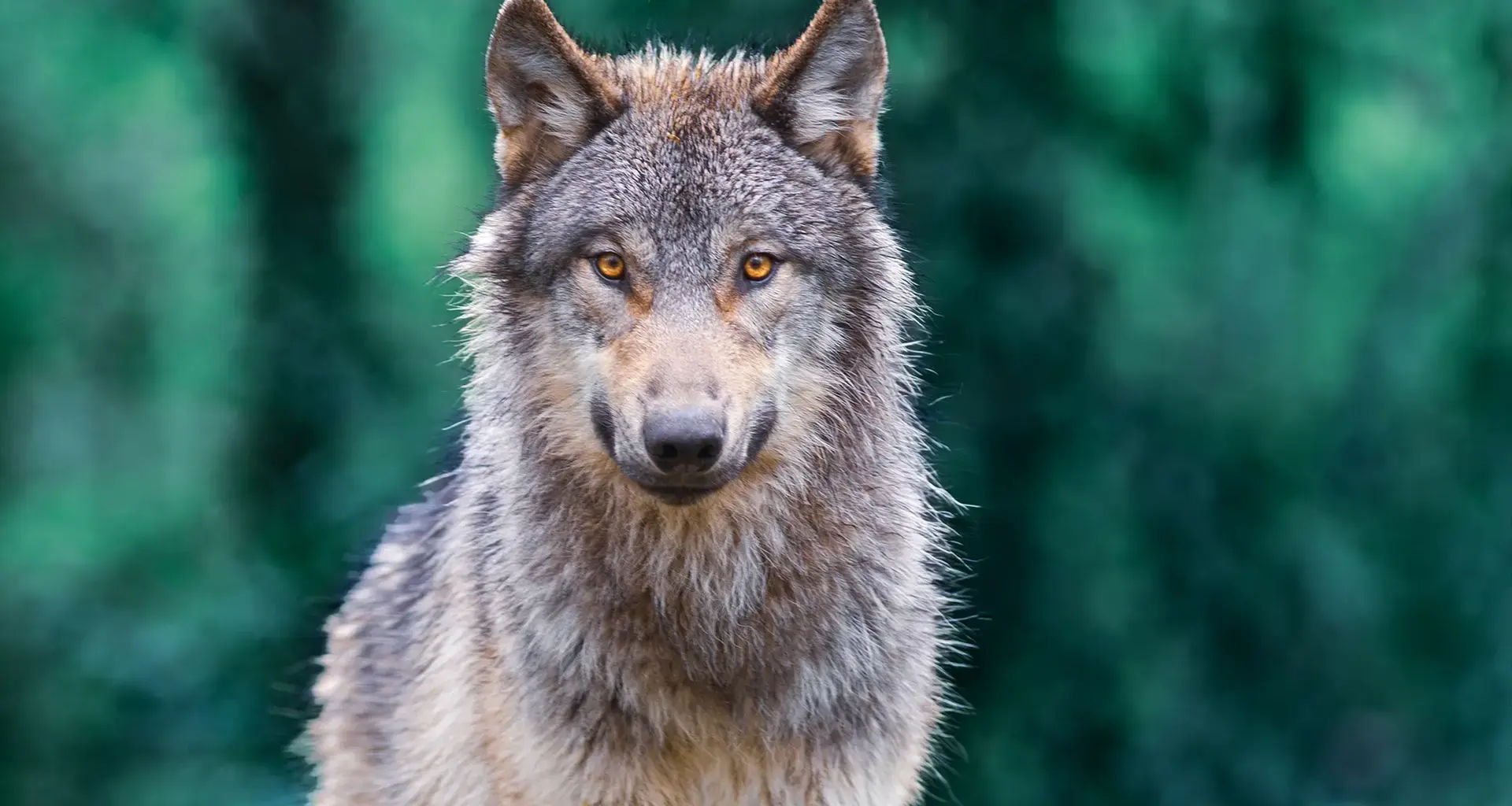Wolfsabschuss in Niedersachsen: Jagdzeiten, wolfsfreie Zonen und Streit um neue Regeln - NDR.de