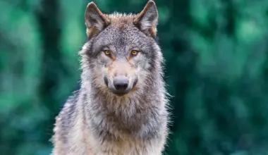 Wolfsabschuss in Niedersachsen: Jagdzeiten, wolfsfreie Zonen und Streit um neue Regeln - NDR.de