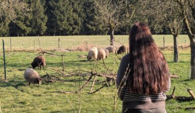 Riss Wolf Schafe in Bad Essen? Ungewissheit durch Bürokratie