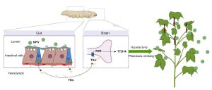 So steuert das Virus die Raupe