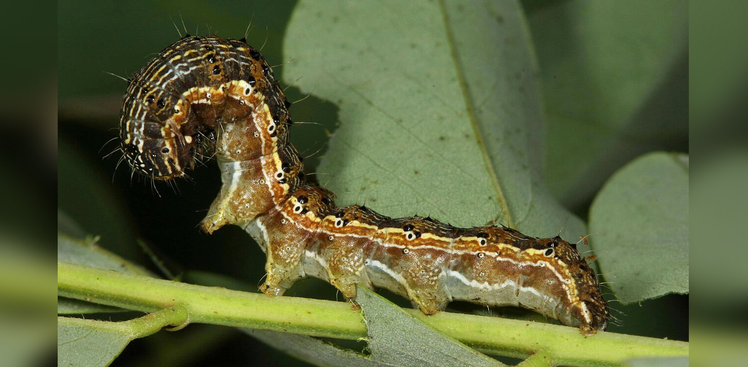 Raupe der Baumwolleule