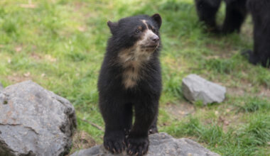 Kleiner Brillenbär im Zoo Duisburg