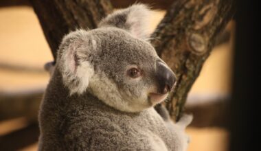 "Schweren Herzens" - Große Trauer im Zoo Dresden