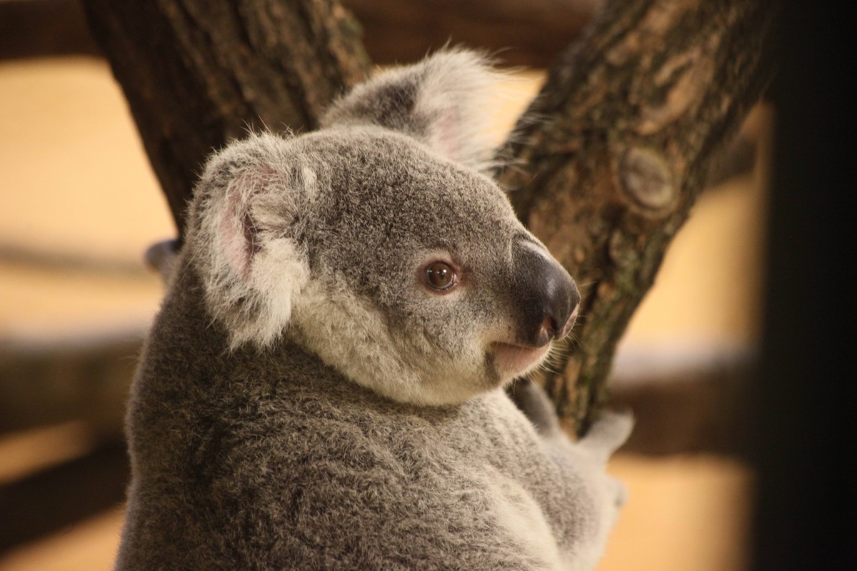 "Schweren Herzens" - Große Trauer im Zoo Dresden