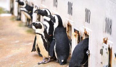 Zoo Hannover mit dringendem Silvester-Appell – es geht um die Tiere