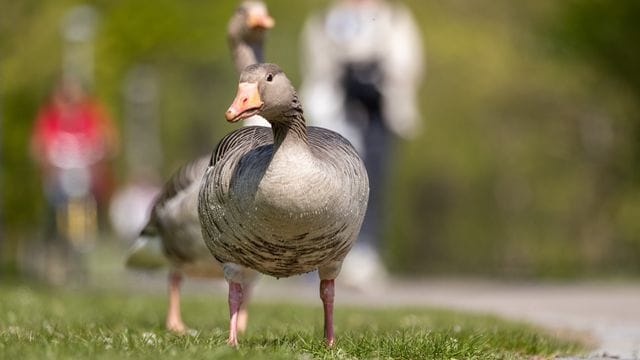 Wildgänse breiten sich in Bayern aus