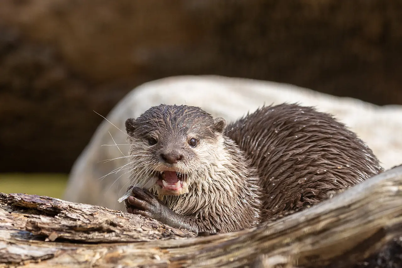 Zwergotter.jpg Zwergotter.jpg