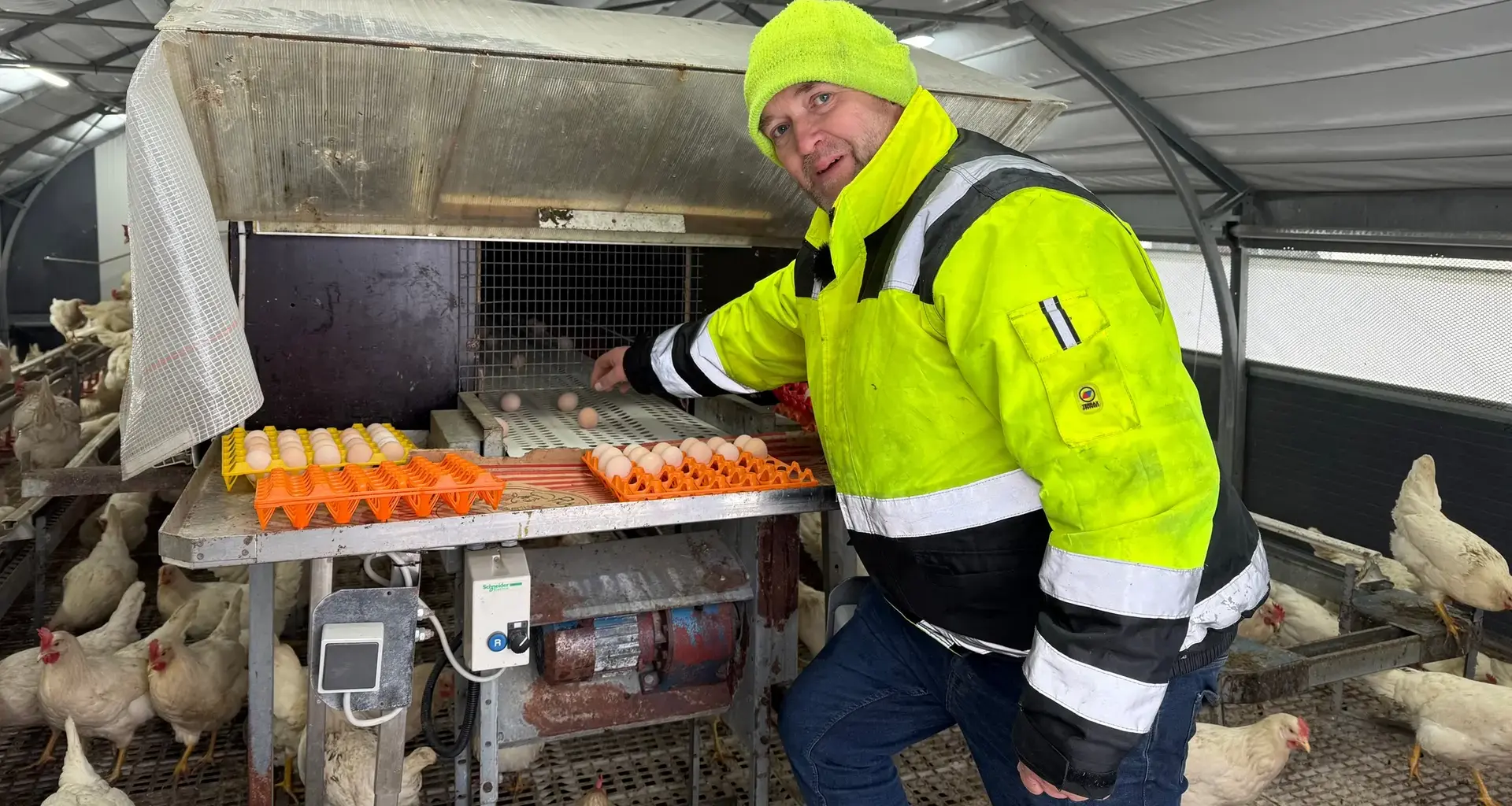 Neuanfang nach der Vogelgrippe: Neue Hühner auf dem Hof in Stuhr