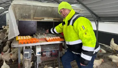 Neuanfang nach der Vogelgrippe: Neue Hühner auf dem Hof in Stuhr