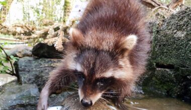 Stadt gibt 500.000 Euro für die Erweiterung des Waldzoos in Offenbach