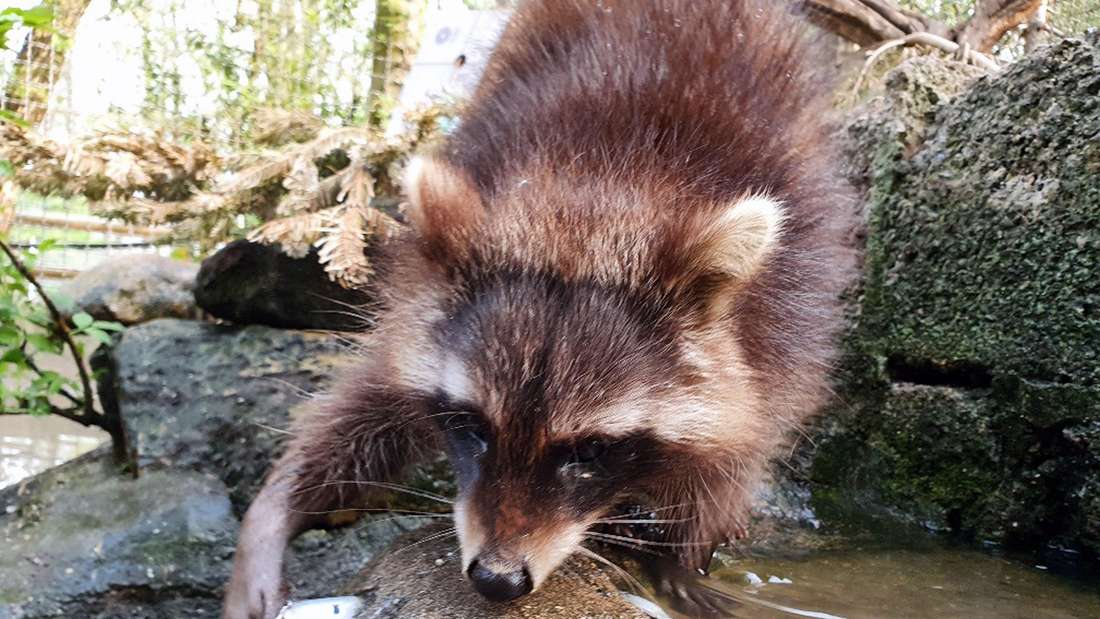 Waschbär im Offenbacher Waldzoo