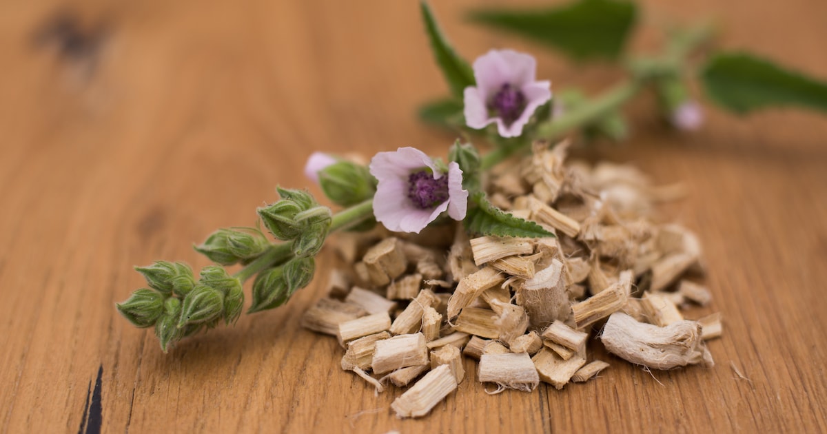 Hustenreiz, Halsschmerzen, Kratzen: Wie Eibischwurzel dir wirklich hilft