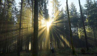 Feuerwehr rettet verletzte Spaziergängerin aus Waldstück