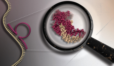 das Marburger. Forschungsprojekt DNAzyme für eine zukunftsweisende Krebstherapie